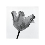 Parrot Tulip I