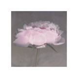 Buy Jolie at AllPosters.com