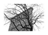 Flatiron with Tree