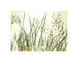 Watery Grasses III
