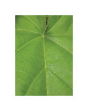 Buy California 730 at AllPosters.com