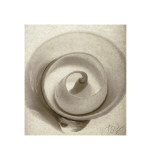 Buy Cut Shell at AllPosters.com