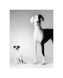 Domino and Daisy