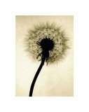 Backlit Dandelion