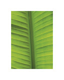 Buy California 745 at AllPosters.com