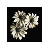 Buy Three Black-Eyed Susans at AllPosters.com