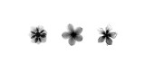 Buy X-Ray Frangipani Triptych at AllPosters.com