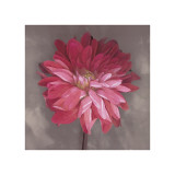 Pink Zinnia