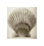 Buy Scallop Shell at AllPosters.com
