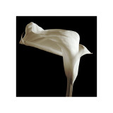 Buy Lily at AllPosters.com