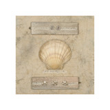 Buy Fan Shell Journal at AllPosters.com