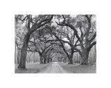 Oak Arches