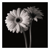 Gerber Daisies I