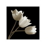 Three Tulips