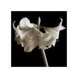 Buy Amaryllis at AllPosters.com