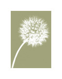 Dandelion Tilt (khaki)