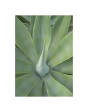 Buy California 740 at AllPosters.com