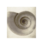 Snail Shell