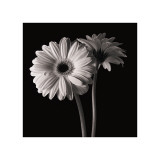 Buy Gerber Daisies I at AllPosters.com