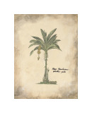 Buy Plantain Palm at AllPosters.com