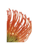 Orange Protea V