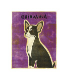Chihuahua (black and white)