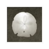 Buy Coastal Keepsake at AllPosters.com