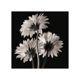 Buy Gerber Daisies II at AllPosters.com