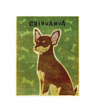 Chihuahua (chocolate and tan)
