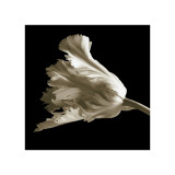 Buy Tulip at AllPosters.com