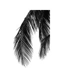 Palms, no. 5