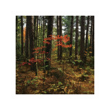 Buy Maple in the Pine at AllPosters.com