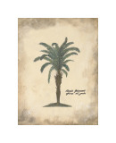 Buy African Oil Palm at AllPosters.com