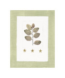 Buy Starfish Botanical III at AllPosters.com