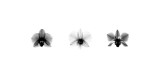 Buy X-Ray Orchid Triptych at AllPosters.com