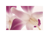 Buy Mom's Love at AllPosters.com