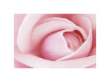 Buy Pink at AllPosters.com