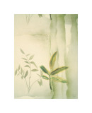Buy Vizcaya Ferns II at AllPosters.com