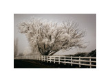 Frosted Tree and Fence