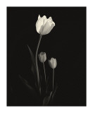 Still Life, Study, no. 6