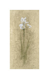 Buy Iris II at AllPosters.com