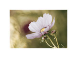 Buy Heavenly Gaze at AllPosters.com