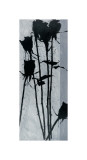Buy Scent of Desire at AllPosters.com
