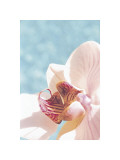 Buy Palm Beach II at AllPosters.com