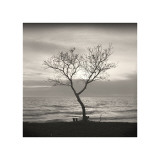 Buy Tree, Study, no. 5 at AllPosters.com