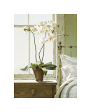 Buy Bedside Orchid at AllPosters.com