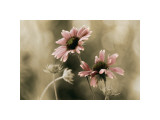 Buy In Perfect Harmony at AllPosters.com