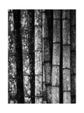 Buy Bamboo at AllPosters.com