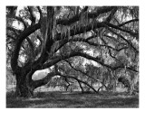 Buy Oak and Moss, Jefferson Island, Louisiana at AllPosters.com