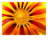 Buy Gazania Tiger Stripe Mixed 18 at AllPosters.com